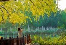 足球彩票买比分-理性与机遇并存，足球彩票买比分的艺术与智慧